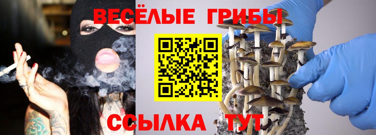 Псилоцибиновые грибы Psilocybine cubensis Курчалой